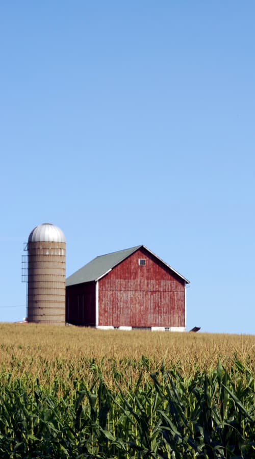 Barn with silo in a corn field